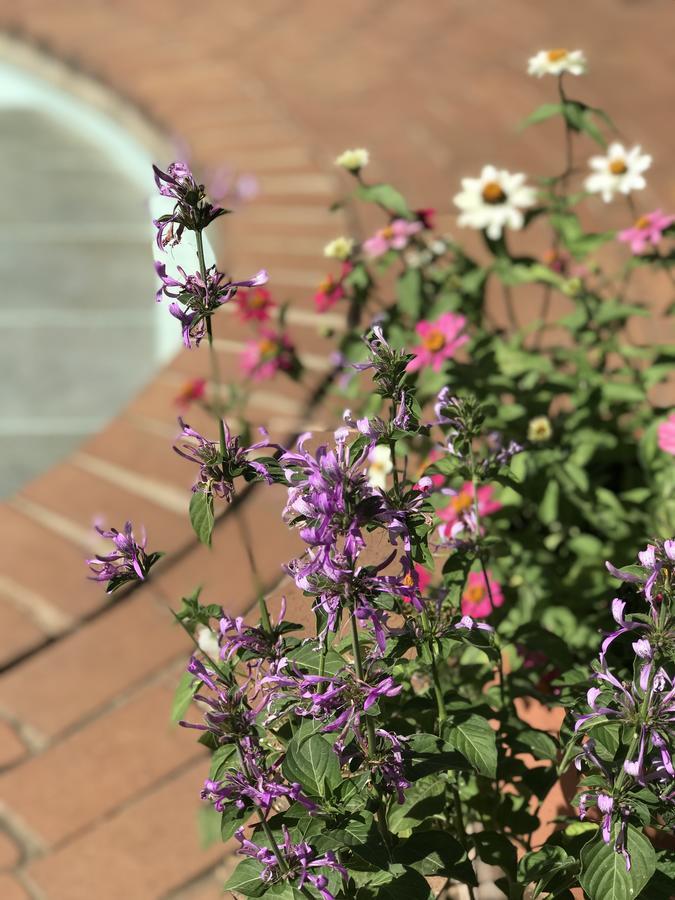 Claires Of Sandton Luxury Guest House Johannesburg Ngoại thất bức ảnh